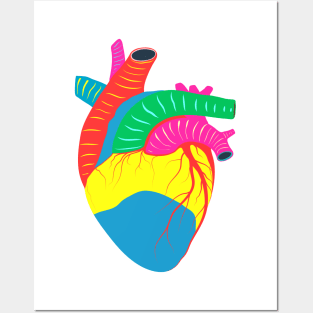 heart colorful anatomy Posters and Art